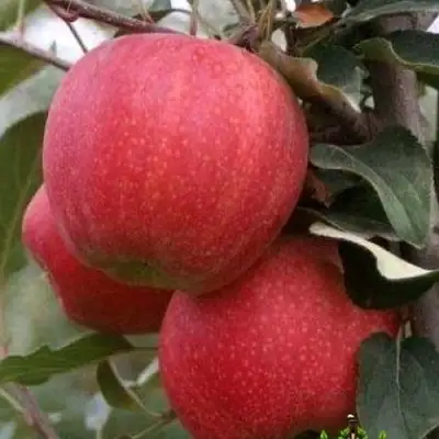 Яблоня ГАЛА ШНИГА в Речице