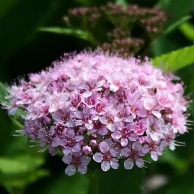 Спирея ПИНК СПАРКЛЕР в Речице