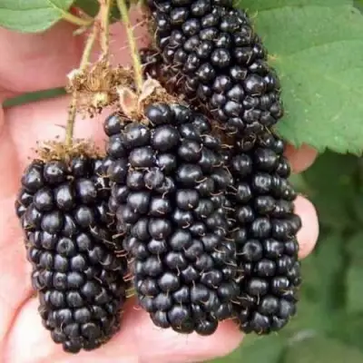 Ежевика ЛОХ НЕСС бесшипная  в Речице