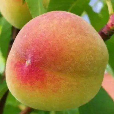 Персик ВЕТЕРАН в Речице