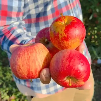 Яблоня КРАСАВИТА в Речице