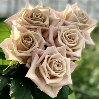 Роза МЕНТА чайно-гибридная в Речице