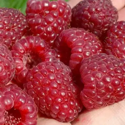 Малина ГИГАНТ РУБИНОВЫЙ в Речице