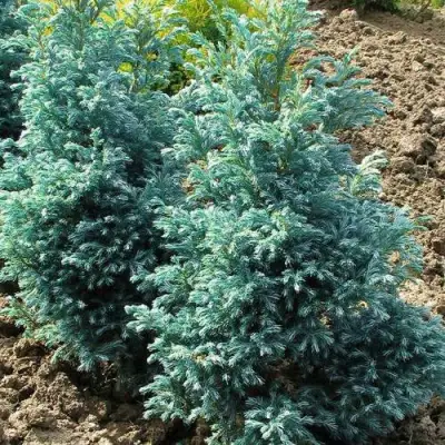 Кипарисовик БУЛЕВАРД горохоплодный в Речице