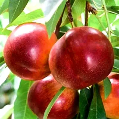 Нектарин СТАРК РЕД ГОЛД в Речице