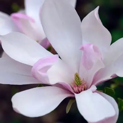 Магнолия ПИНКИ в Речице