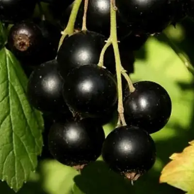 Смородина черная КЛУССОНОВСКАЯ в Речице