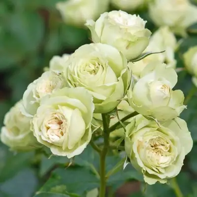 Роза ГРИН ДАЙМОНД миниатюрная в Речице