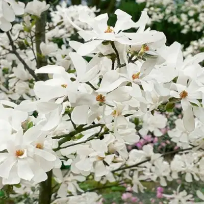 Магнолия ЛЕБНЕРА МЕРРИЛЛ в Речице