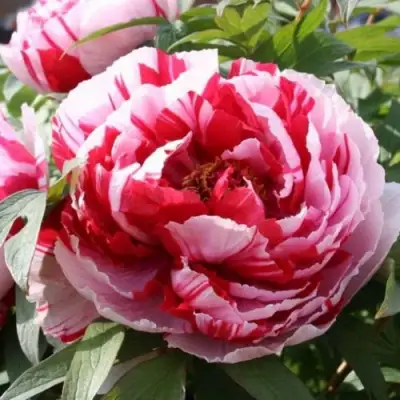 Пион РЕД ВИЗ ПИНК древовидный в Речице