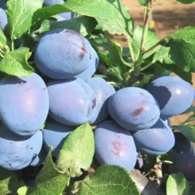 Слива ГИЛЬБЕРТ в Речице