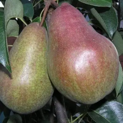 Груша БРЯНСКАЯ КРАСАВИЦА в Речице