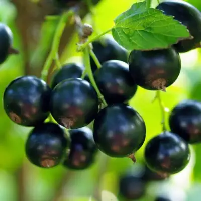 Смородина чёрная ВЕЛОЙ (ЛЕНИНГРАДСКАЯ СЛАДКАЯ) в Речице