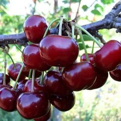 Дюк ЖИВИЦА (ЧЕРЕВИШНЯ) в Речице