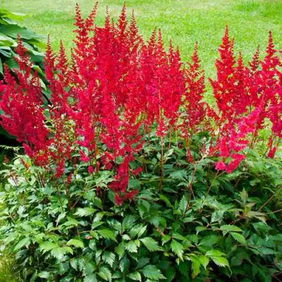 Астильба КОБЛЕНЦ японская в Речице