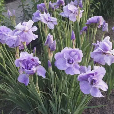 Ирис ИМПЕРИАЛ ОПАЛ сибирский в Речице