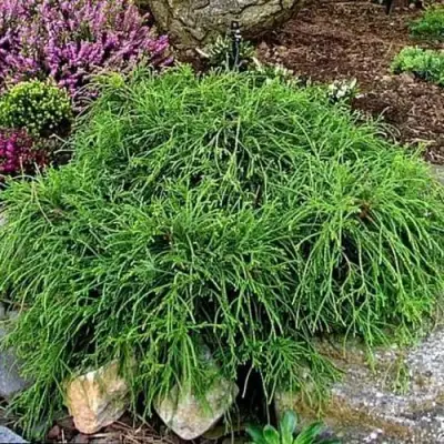 Кипарисовик ФИЛИФЕРА НАНА горохоплодный  в Речице