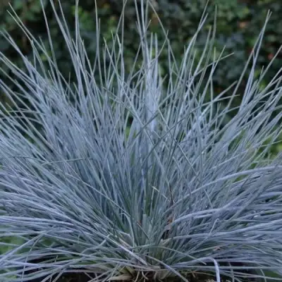 Овсяница АЙСФОГЕЛЬ сизая в Речице