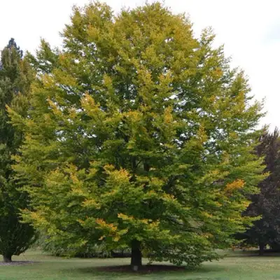 Бук лесной в Речице