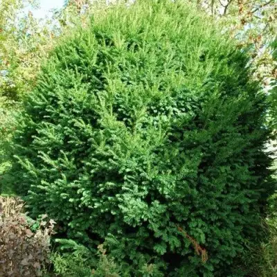 Тис РЕПАНДЕНС ягодный в Речице