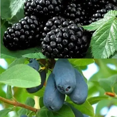 Комплект ЯГОДНЫЙ ДУЭТ в Речице