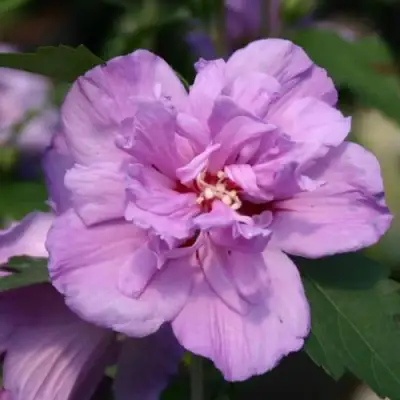 Гибискус АРДЕНС сирийский в Речице