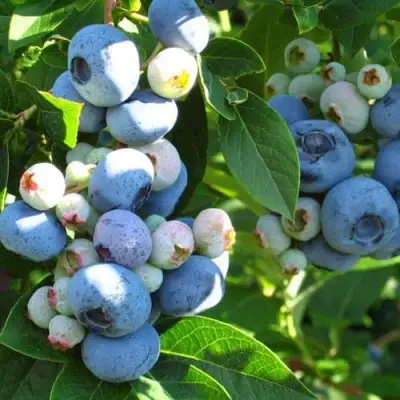 Голубика ДАРРОУ в Речице