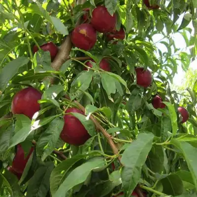 Нектарин ЭКСТРИМ БЬЮТИ в Речице