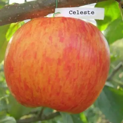 Яблоня ЦЕЛЕСТЕ в Речице