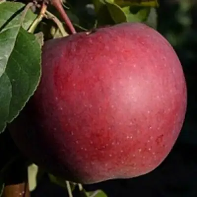 Яблоня БЕЛОРУССКОЕ СЛАДКОЕ в Речице