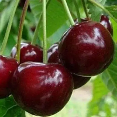 Вишня МИЛАВИЦА в Речице