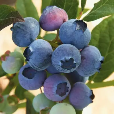 Голубика ОСОРНО в Речице