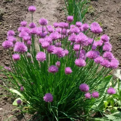 Лук-шнитт в Речице