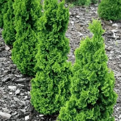 Туя ЗМАТЛИК западная в Речице