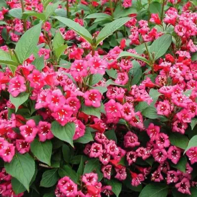 Вейгела БРИСТОЛЬ РУБИ в Речице