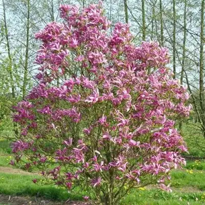 Магнолия СЬЮЗАН в Речице