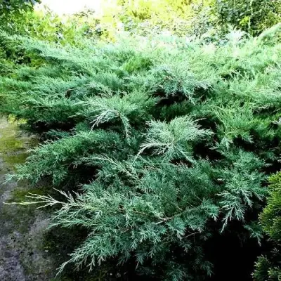 Можжевельник ПФИТЦЕРИАНА ГЛАУКА  средний в Речице