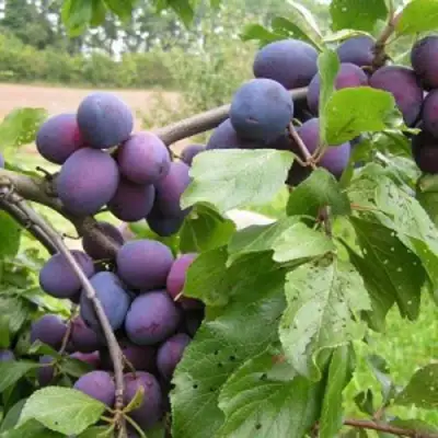 Слива ПЕРДРИГОН в Речице