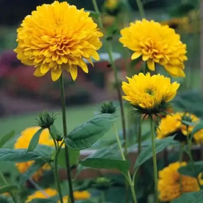 Подсолнечник СОЛЕЙЛ ДЕ ОР в Речице