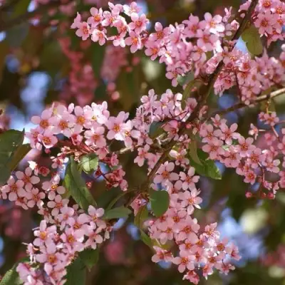 Черемуха КОЛОРАТА в Речице