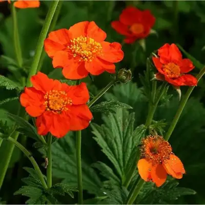 Гравилат БОРИСА в Речице