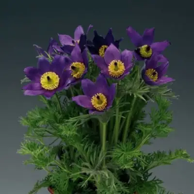 Прострел ПИНВИЛ БЛЮ ШЕЙДЕС в Речице