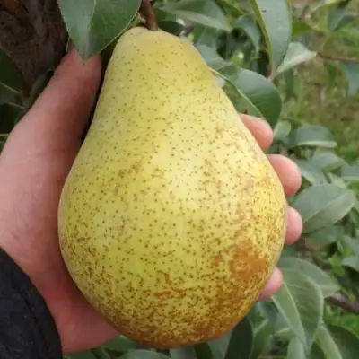 Груша ГЕНЕРАЛ ЛЕКЛЕРК в Речице