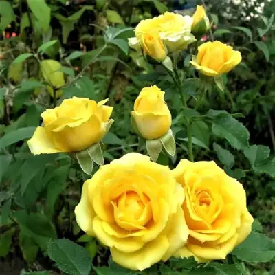 Роза САН СИТИ спрей в Речице