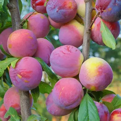 Слива КОЛОННОВИДНАЯ в Речице