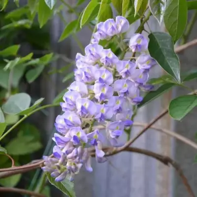 Глициния макростахия БЛЮ МУН в Речице