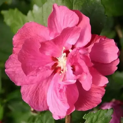 Гибискус ДЮК ДЕ БРАБАНТ сирийский  в Речице