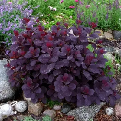 Скумпия РОЯЛ ПЕРПЛ кожевенная в Речице