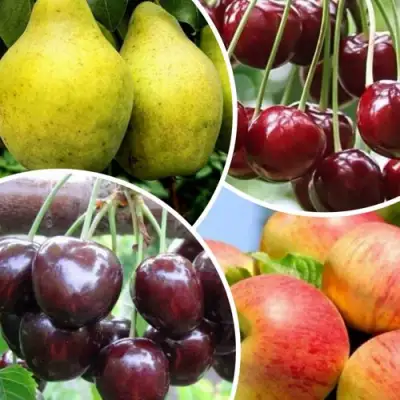 Комплект НАСЛАЖДЕНИЕ в Речице