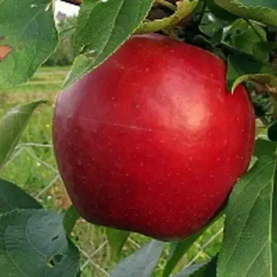 Яблоня РЕДФРИ в Речице